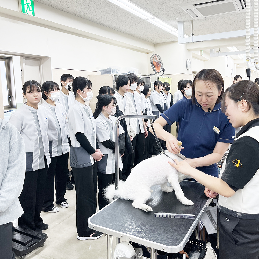 先輩のトリミングを見学☆